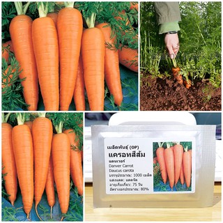 เมล็ดพันธุ์ แครอทสีส้ม (Danver Carrot Seed) บรรจุ 1000 เมล็ด คุณภาพดี ราคาถูก ของแท้ 100%