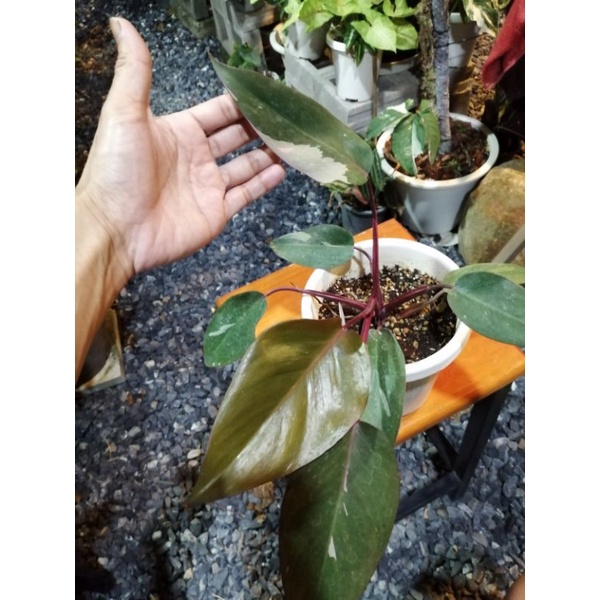 พิ้งพริ้นเซส และ ไม้ฟอกอากาศไม้มงคล 😁🌱 Syngonium Red Arrowกระถาง 6 นิ้ว ฟอร์มสวยเลือกได้เลยครับ