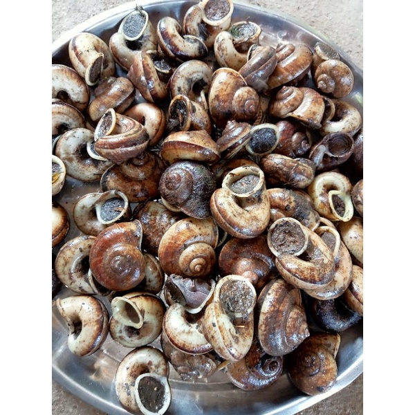หอยหอม หอยภูเขา  ไซส์ใหญ่หอยธรรมชาติหายากอร่อยมากๆ