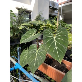 Philodendron Gloriosum /ฟิโลเดนดรอน กลอริโอซั่ม ก้านกลม (ต้นจริงในภาพ)