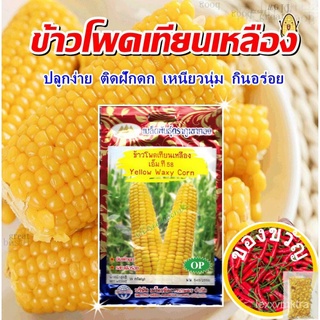 เมล็ดพันธุ์เมล็ดข้าวโพดเทียนเหลือง เอ็ม.ที.58 Yellow Waxy Corn เมล็ดพันธุ์ข้าวโพด เมล็ดข้าวโพด เมล็ดผักสวนครัว ตราภูเขาท