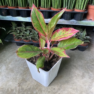 seeds Aglaonema Pink Lipstic50 เมล็ด (ไม่ใช่พืชที่มีชีวิต)