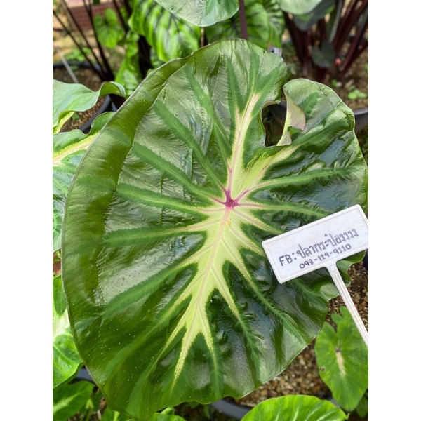 Colocasia Waikiki Royal Hawaiian