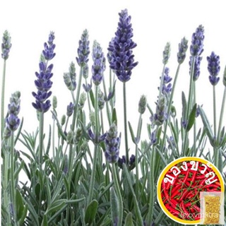 [ปลูกง่าย] เมล็ดบอนไซ200Pcs Lavender Seeds เมล็ดพันธุ์คุณภาพสูงเมล็ดงอกเร็วสำหรับปลูกเมล็ดออร์นัม seeds DM3M