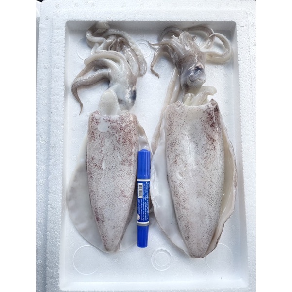 หมึกหอม 2-4ตัวโล จากเรือ ไม่ฟรีซ เนื้อนุ่ม กรอบ หวาน