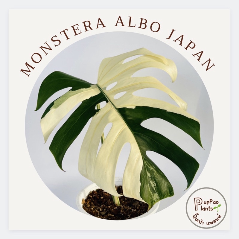 Monstera albo Japan 🇯🇵  ชุดใหม่ ( ไม้แรร์ หายาก ) ด่าง Halfmoon