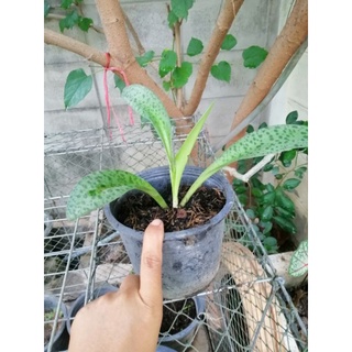 บำบัดทุกอย่าง​ ปลูกต้นไม้กัน​ รวยๆๆๆๆๆๆไม่​เลิก​ ต้องปลูกแล้วล่ะ