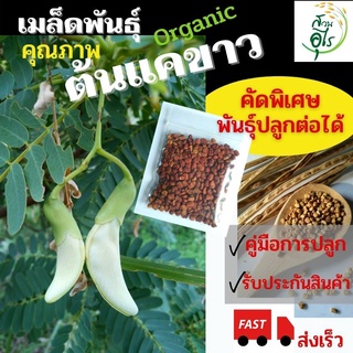 เมล็ดพันธุ์ต้นแค ดอกแค สีขาว เมล็ดพันธุ์อินทรีย์ ปลูกต่อได้ แคขาว ต้นแค organic ผักสวนครัว สมุนไพร จัดสวน แต่งสวน สุขภาพ