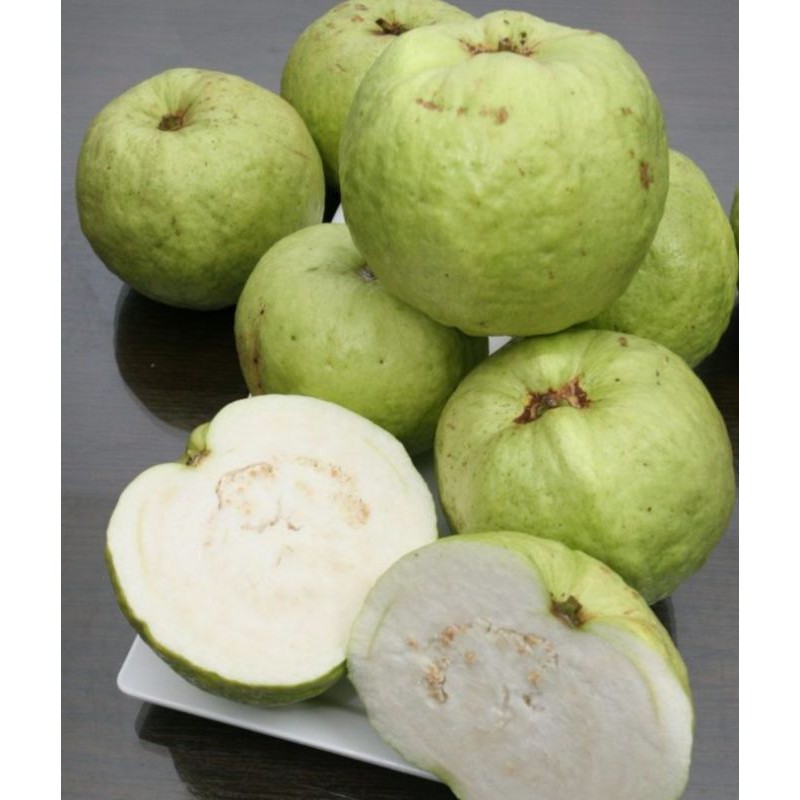 ต้นฝรั่งหวานพิรุณ/เนื้อหวานกรอบ/แบบตอนกิ่งขนาด70-80เซนฯ - รูปที่ 3