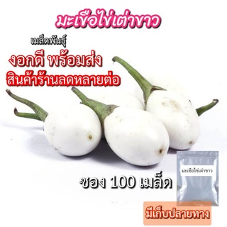 เมล็ดพันธุ์ มะเขือไข่เต่า 100เมล็ด ผลรี เมล็ดผัก งอกดี ปลูกง่าย พร้อมส่ง