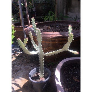 ยูโฟเบียแลคเทียขาว กระดูกมังกร #ไม้มงคลด้านการเงิน  euphorbia lactea white ghost cactus ทนฝนทนแล้งได้ดี