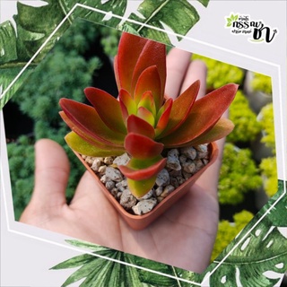 🌵 กุหลาบหินไอริส 🌵( crassula capitella camfire ) ไม้อวบน้ำน่าสะสม 🌵