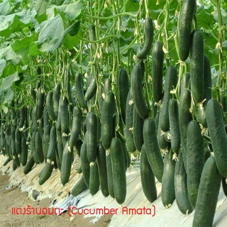 เมล็ดพันธุ์ แตงร้านอมตะ (Cucumber Amata) 65 เมล็ด ปลูกง่าย ปลูกได้ทั่วไทย