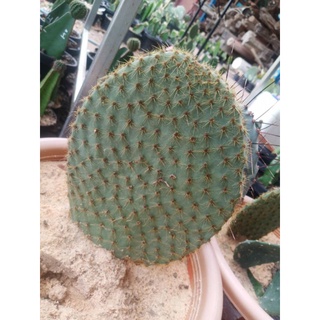 Opuntia scheeri หมีทอง แพดตัดสด