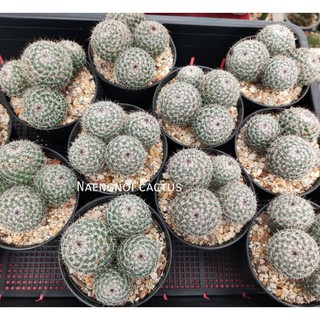 ต้น แมมแม่เฒ่า ฟอร์มกอ Mammillaria hahniana เลือกต้นได้ กระบองเพรช แคคตัส