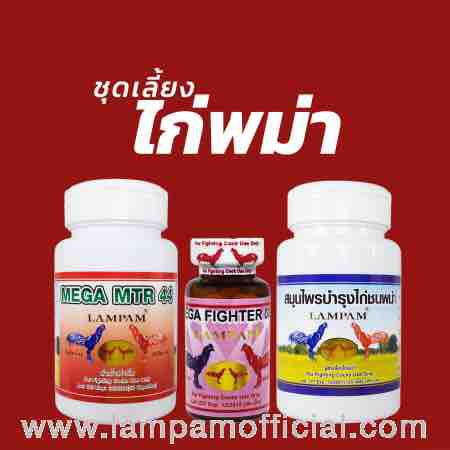 ชุดเลี้ยงไก่ชนพม่า #ไก่ชน #ไก่ชนทอง #ไก่