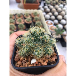 แมมเม็ดพริก หนามเหลือง-ฟอร์มกอ#Cactus  Mammilaria Prolifera #แคคตัส #แคคตัสราคาถูก# กระบองเพชร # พืชทนแล้ง