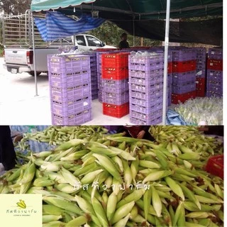 🌽พร้อมส่ง🌽ข้าวโพดข้าวเหนียว เกรดส่งห้าง รสชาติเหนียวหนึบ หวาน อร่อย สินค้า OTOP ไร่ภัสทิวา ตัดสดใหม่ทุกวัน
