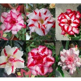 12 เมล็ด เมล็ดพันธุ์ ชวนชม สายพันธุ์ฮอลแลนด์ คละสี Adenium Seeds