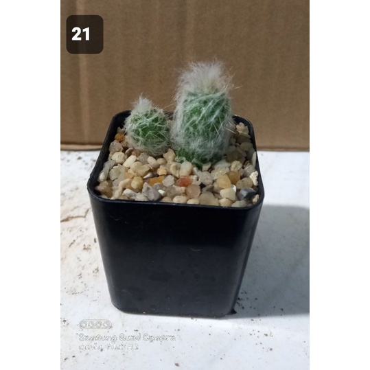 oldmanเลี้ยงง่ายโตไว