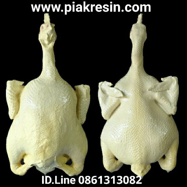 ไก่ปลอม คอตั้ง ขนาด 3.8 โล แบบขาว ไก่ตอน กว้าง 20 ยาว 39 cm ตัวละ 1059 บาท ไก่เรซิ่น ไก่ต้มปลอม โมเดลไก่   ไก่ตอนปลอม