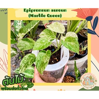 พลูราชินีหินอ่อน🪴 Epipremnum aureum (Marble Queen)