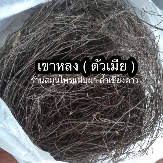 เขาหลงแท้ ( เครือสาวหลง ) ( ตัวเมีย )
