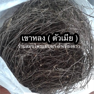 เขาหลงแท้ ( เครือสาวหลง ) ( ตัวเมีย )