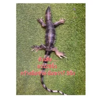 🦎ตุ๊กแกปลอม ขนาดใหญ่เท่าแขน(23นิ้ว)/ตัวเฮ้ยยาว28นิ้ว/ จระเข้22นิ้ว