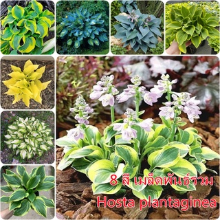 บอนสี 50 เมล็ด Hosta Plantaginea Seeds Flower Seeds ต้นบอนสีชายชล บอนสีแปลกๆ หัวบอนสีชายชล บอนสีหายาก ต้นไม้บอลสี