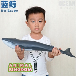 Animal Kingdom - โมเดลสัตว์ ปลาวาฬสีน้ำเงิน ขนาด 41.00 CM แบบนิ่ม (จากสงขลา)