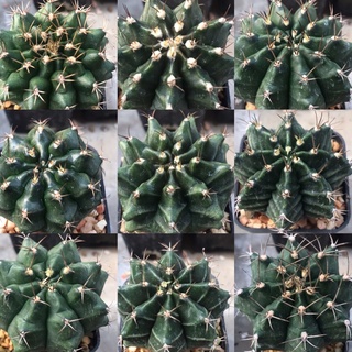 ยิมโนคาไลเซียมไม้เมล็ด Gymnocalycium