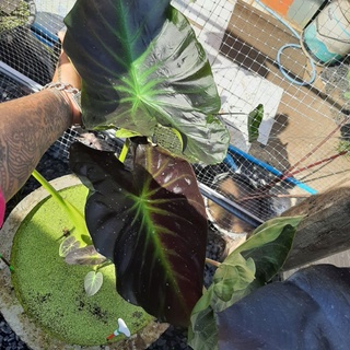 🌈Colocasia aloha🌈 (โคโลคาเซีย อโลฮ่า)ตัดสด