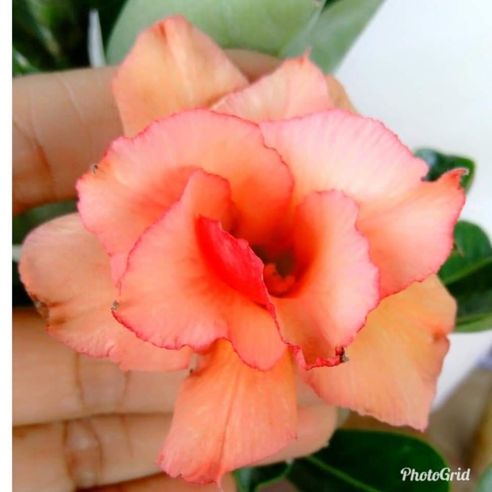 10 เมล็ด เมล็ดพันธุ์ ชวนชม สายพันธุ์ไต้หวัน ดอกสีส้มหวาน Adenium Seeds
