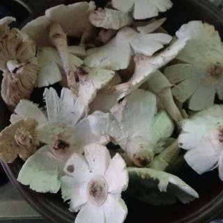 เชื้อเห็ดโคนปลวกดอกใหญ่ เชื้อเห็ดเข้มข้น ขนาด 500 มล.