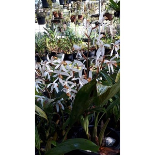 เอื้องเทียนพังงา Coelogyne pachystachya เมย.-พค. ขนาดถาง4"150