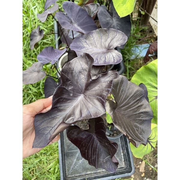 บอนดำ Black Coral / Colocasia Black Coral