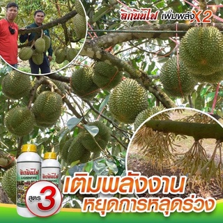 ลิกนินไฟ สูตร 3 ลดการหลุดร่วง