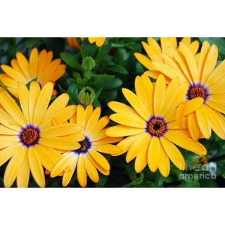 เมล็ด ดอกเดซี่แอฟริกา - African Daisy Flower