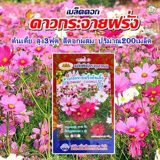 เมล็ดดอกดาวกระจายฝรั่ง ต้นเตี้ย (Dwarf Cosmos) เมล็ดพันธุ์ เมล็ดพันธุ์ผัก เมล็ดพันธุ์พืช ผักสวนครัว ดอกไม้ ตราภูเขาทอง