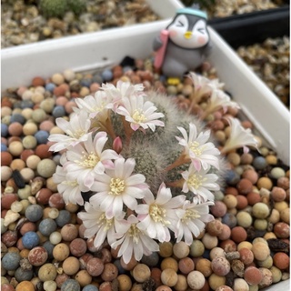 กระบองเพชร รีบูเทีย rebutia ดอกสีขาว