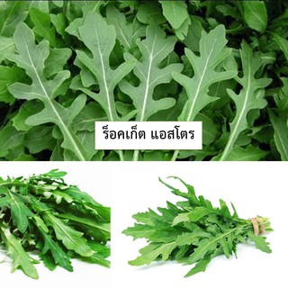 🌱เมล็ดผักสลัดไวท์ร็อคเก็ต 100 เมล็ด (ซื้อ10แถม1 คละได้)🌱