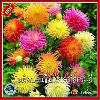 40+ เมล็ด บานชื่นแคคตัสคละสี  Mixed Cactus Zinnia เมล็ดพันธุ์บานชื่นแคคตัสคละสี บานชื่น เมล็ดบานชื่น