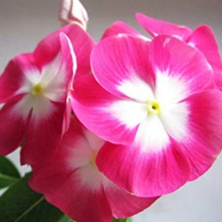200เม็ด/ซอง เมล็ดแพงพวยฝรั่งคละสีปลูกง่ายมากทนทานสีสันเข้มสวยงามพุ่มเตี้ย