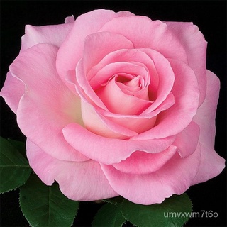 10PCSROSE SEEDS Flowers Flower Seeds Pink RED Rose Biji Benih สีชมพูกุหลาบเมล็ด头饰/通心菜/苹果/男装/母婴/花园/木瓜/园艺/上衣/种子/ FWPR