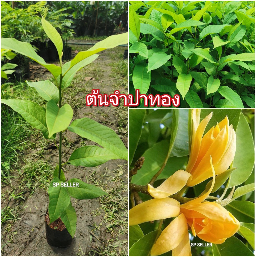 ต้นจำปาทอง (1ชุด​ 2​ต้น)​ ขนาด​ 50-70​ ซม.