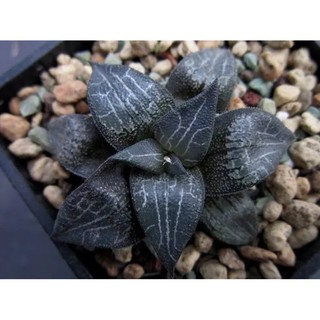 Haworthia Marxii 50เมล็ด