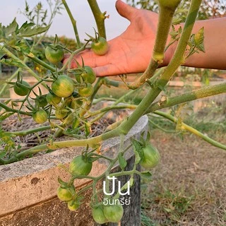 เมล็ดผักนำเข้า มะเขือเทศเชอรี่ สีเหลือง Yellow Cherry Tomato (Organic Seed) ทรงกลม ปันอินทรีย์