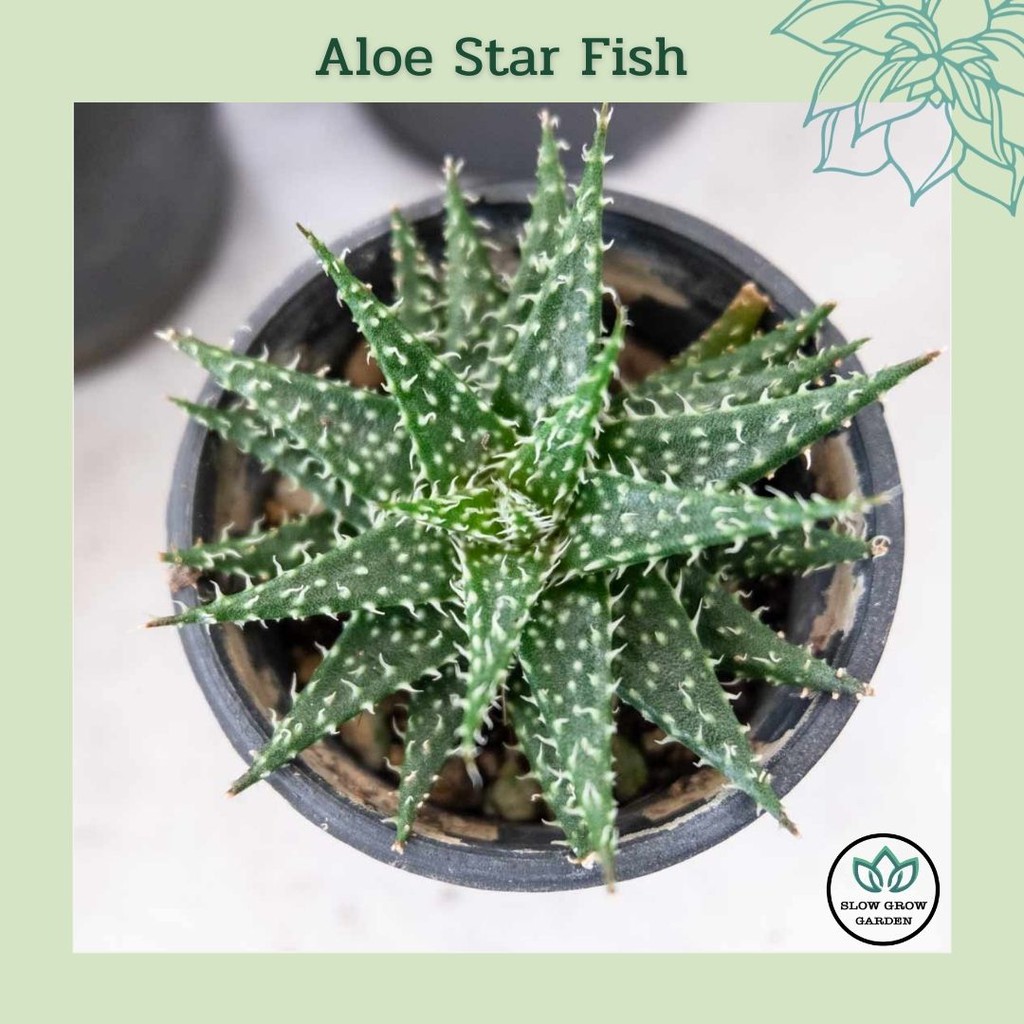 ว่านหางจระเข้แคระ​Aloe Star Fish อโลปลาดาว ไม้จิ๋ว​ ขนาด 2 นิ้ว ไม้อวบน้ำใบสีเขียวเข้ม​ ไม้ประดับในร่ม วางโต๊ะทำงาน