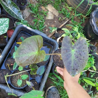 colocasia aloha กระถาง 4 นิ้ว